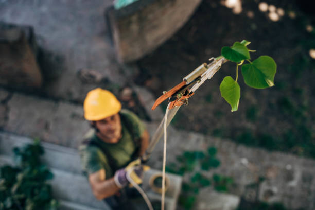 Best Tree Branch Trimming  in Harrisonburg, VA